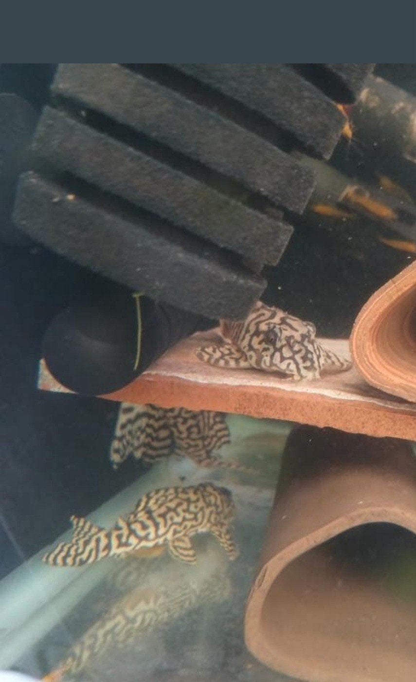 Kweekgroep L236 RB / SW a, Dieren en Toebehoren, Vissen | Aquariumvissen, Vis