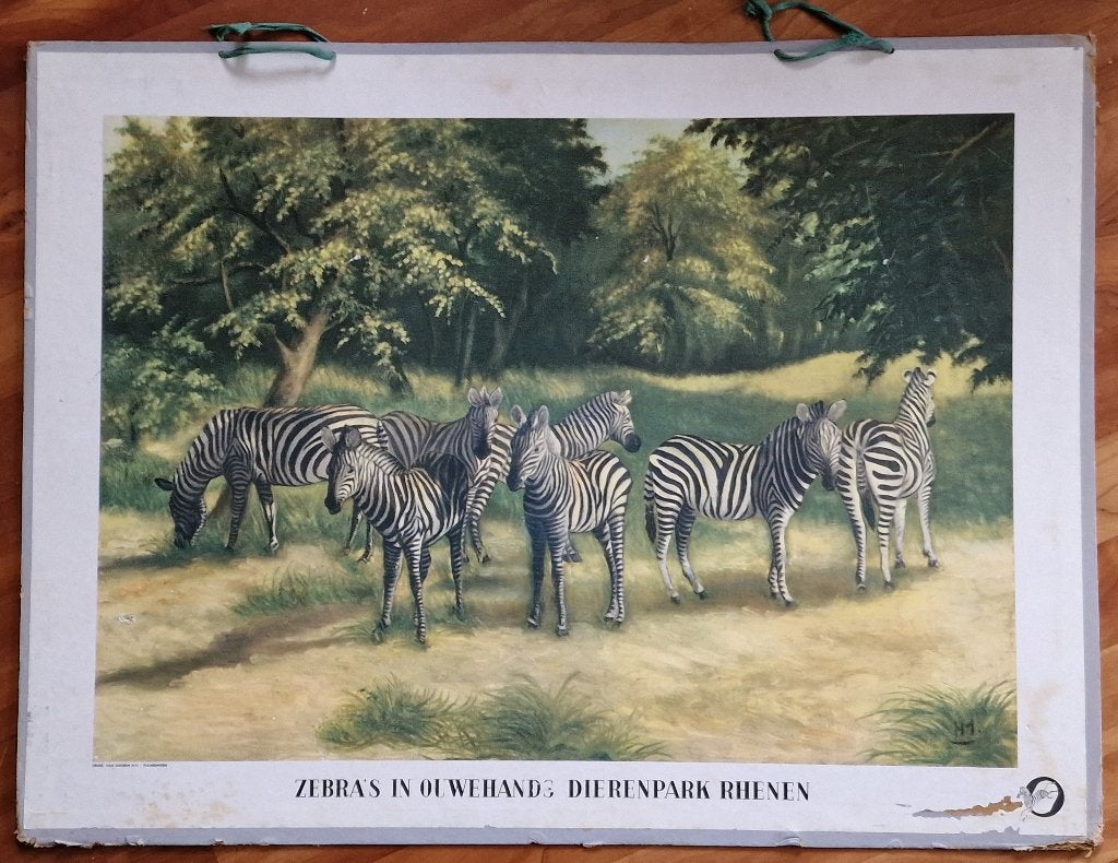 Schoolplaat "Zebra's in Ouwehands Dierenpark Rhenen", Ophalen, Geschiedenis
