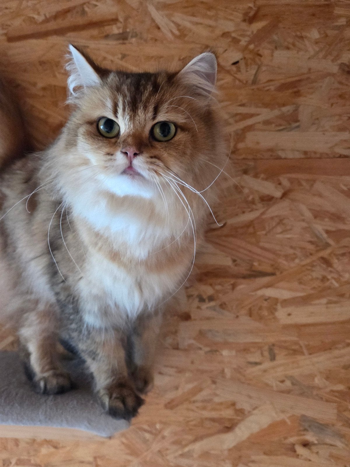 britse langhaar poes, Dieren en Toebehoren, Katten en Kittens | Raskatten | Langhaar, Poes, Ontwormd, 0 tot 2 jaar
