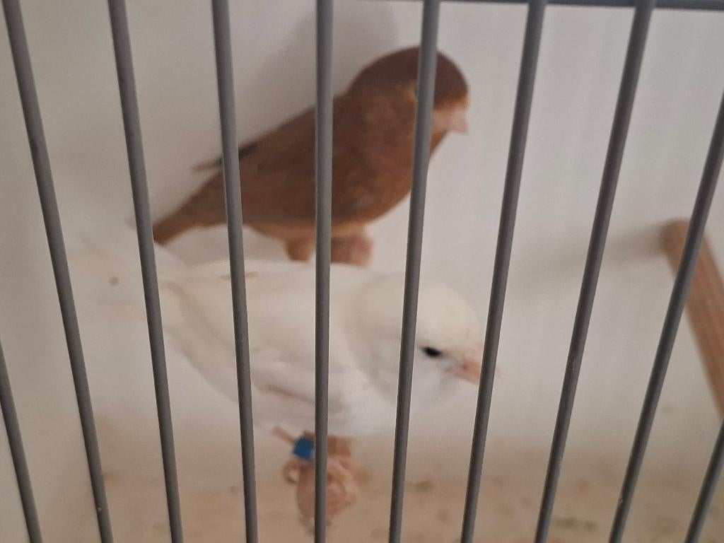 Te Koop Man wit x Pop donker Bruin een koppel 2025, Dieren en Toebehoren, Vogels | Kanaries, Meerdere dieren, Kleurkanarie
