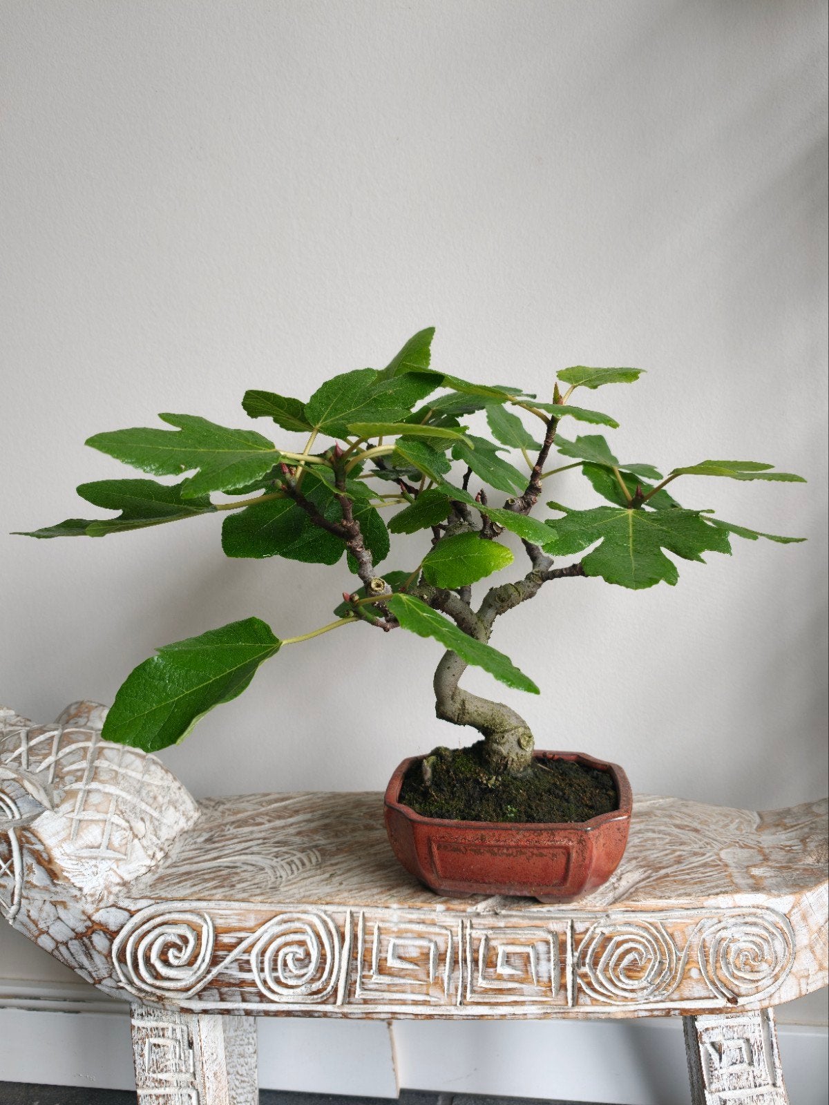 Carica 'Vijg' bonsai advertenties, Ophalen of Verzenden, Kruiden, Volle zon