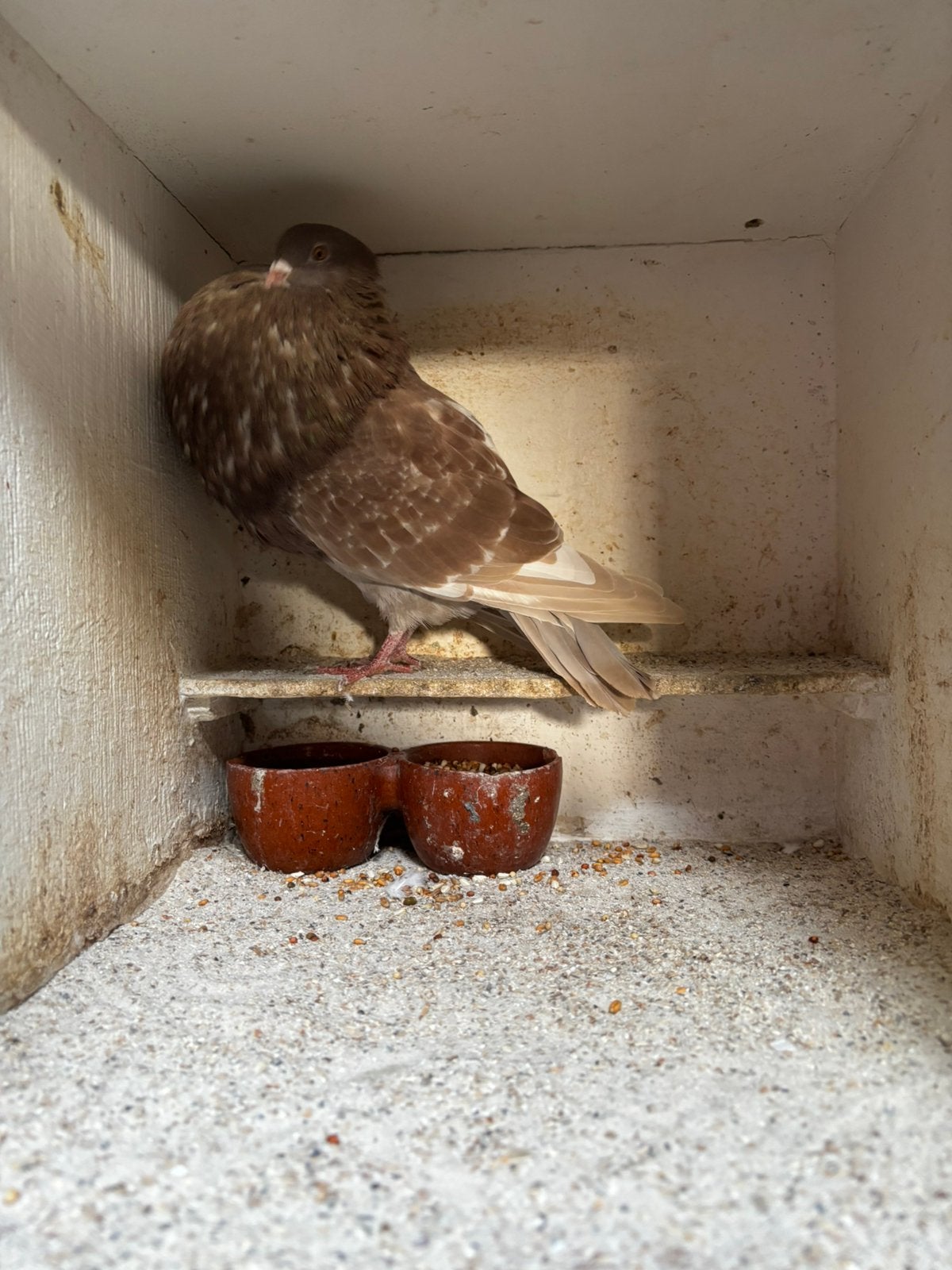 Gaditano.s en bastaard gaditano,s kroppers, Meerdere dieren