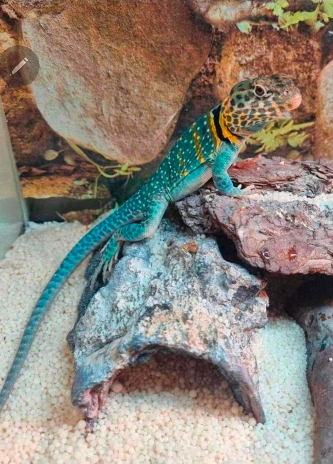 Halsbandleguaan baby - Crotaphytus collaris blazing blue, Dieren en Toebehoren, Reptielen en Amfibieën, Amfibie, 0 tot 2 jaar