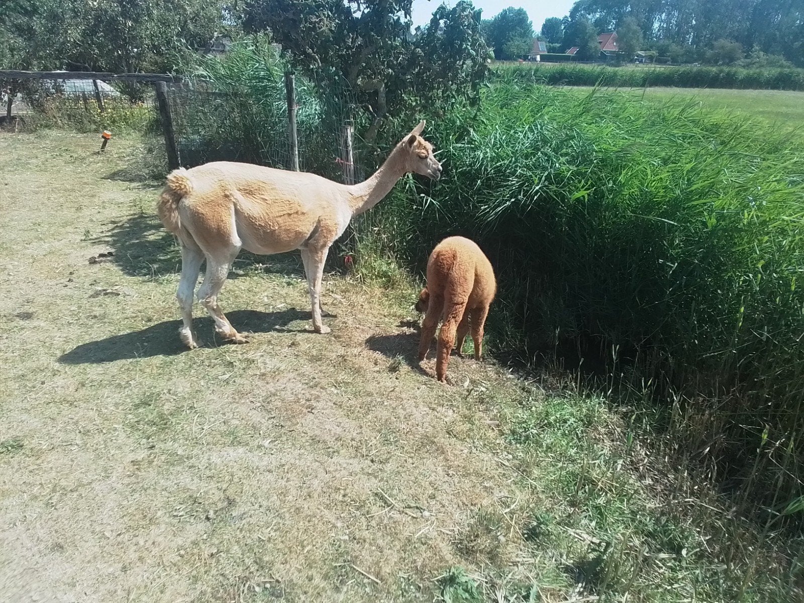 alpaca merrie met jonge merrie, Juli, Vrouwelijk