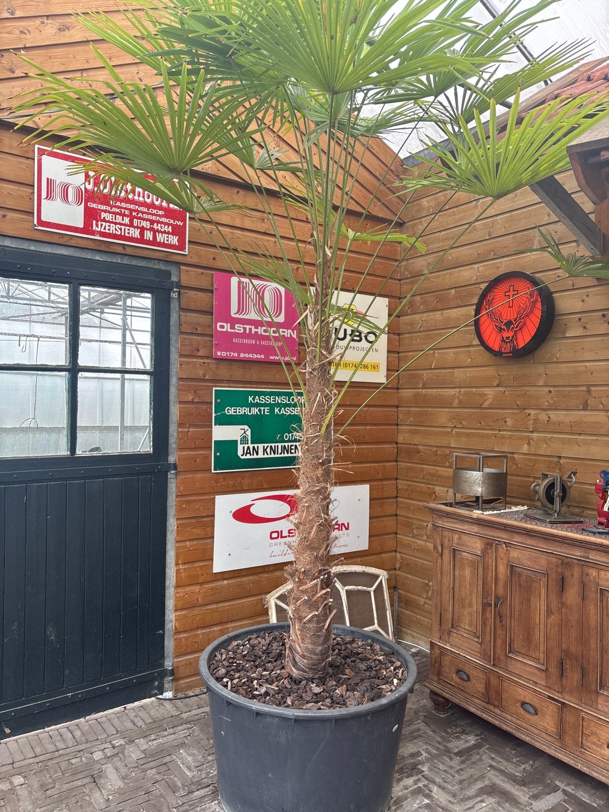 Trachycarpus Fortunei - Winterharde Palmboom, Volle zon, Vaste plant, Bloeit niet, Ophalen