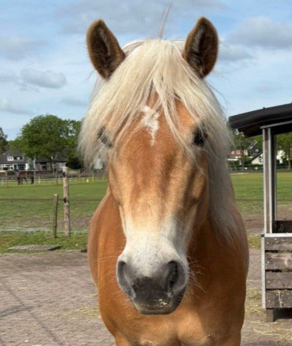 Bijrijder gezocht in Soest, Ruiter of Bijrijder