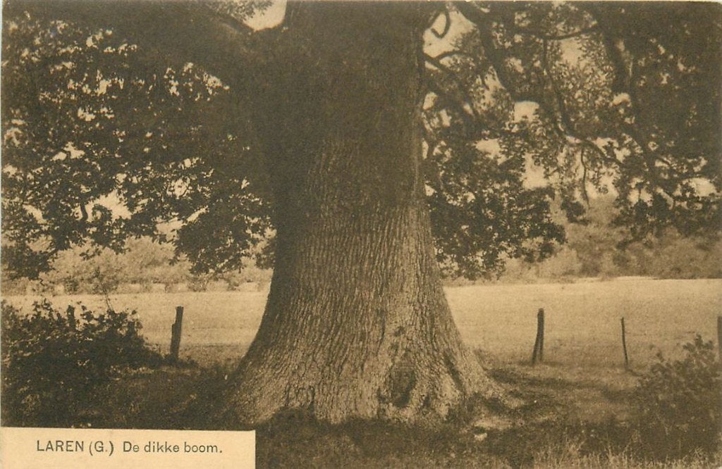 701-040-041 Laren GLD  De Dikke Boom, Verzenden, Voor 1920, Gelderland