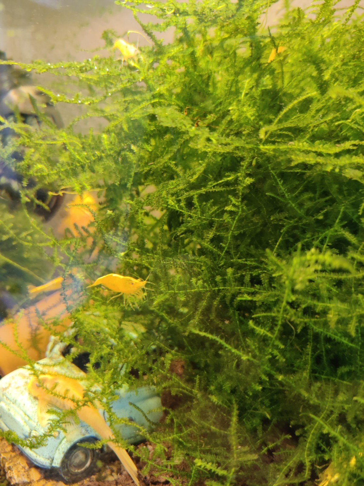 Javamos te koop!, Dieren en Toebehoren, Plant(en), Steen of Hout, Overige merken, Ophalen of Verzenden, Zo goed als nieuw