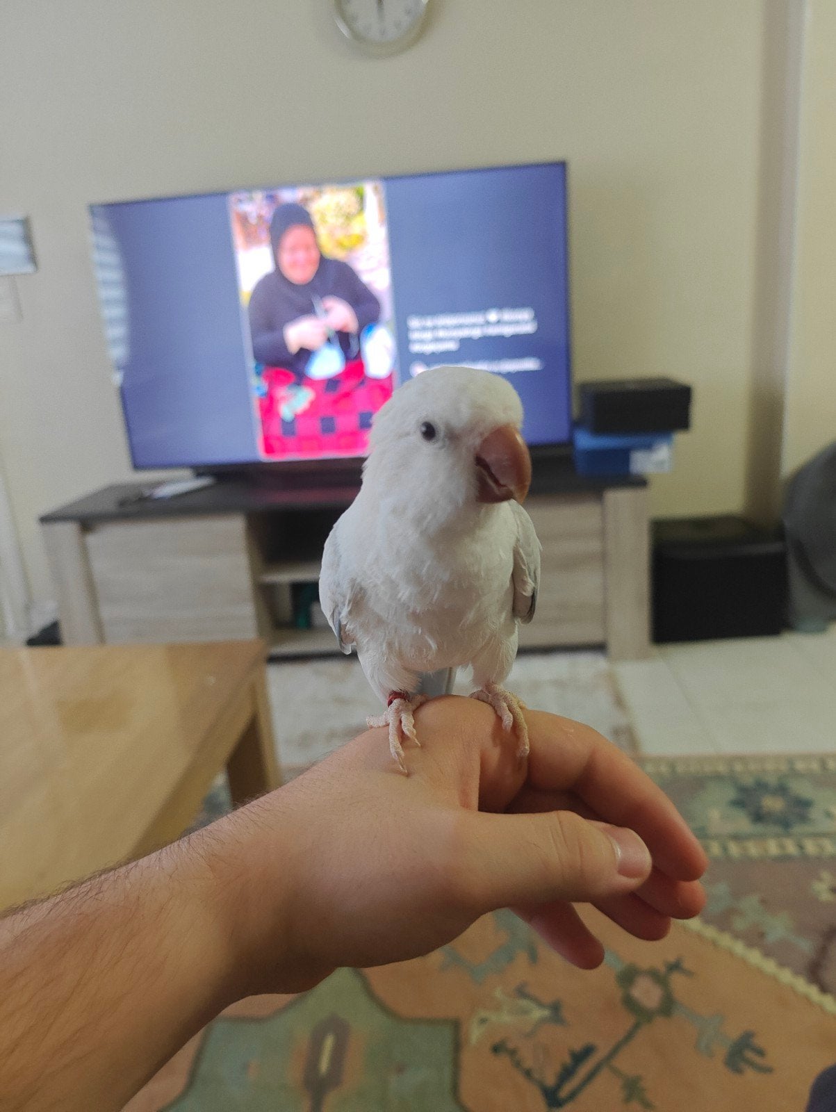 Lieve en zeer tamme witte muisparkiet zoekt een nieuwe huis!, Dieren en Toebehoren, Vogels | Parkieten en Papegaaien, Mannelijk