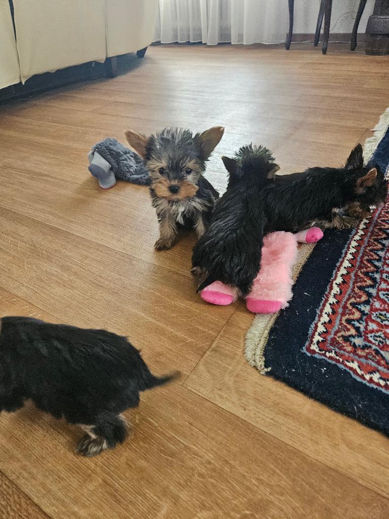 yorkshire Terrier pups, Dieren en Toebehoren, Honden | Jack Russells en Terriërs, Meerdere dieren, Yorkshire Terriër, Fokker | Professioneel