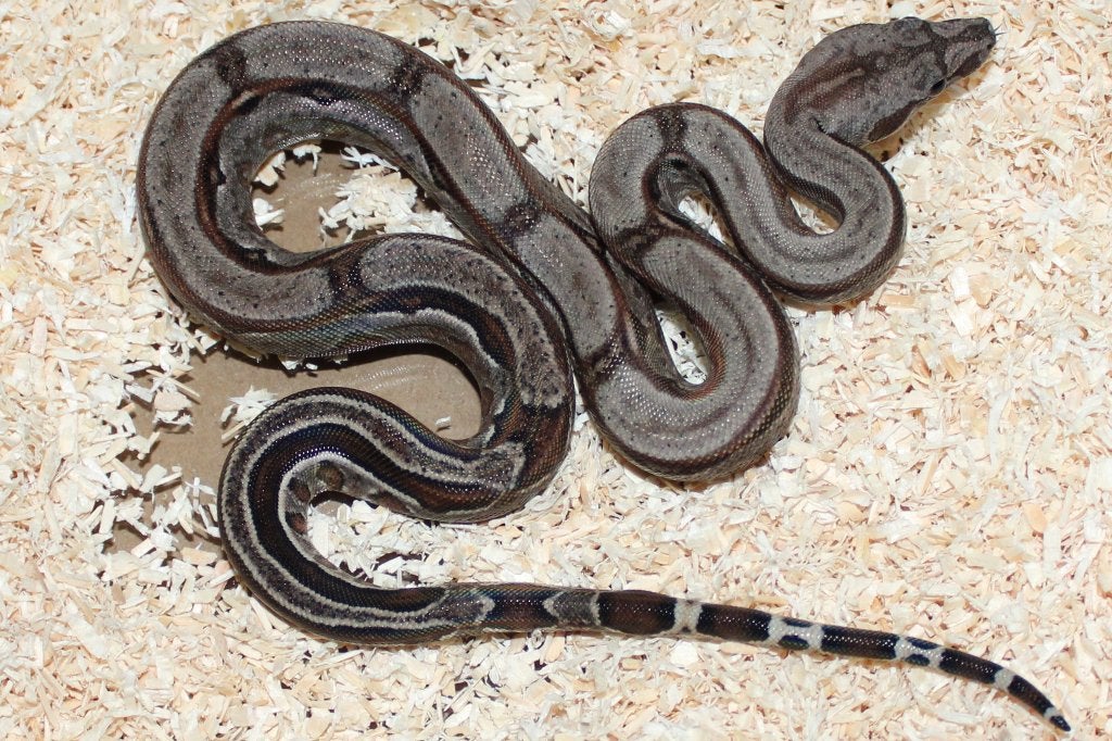 Diverse slangen, Dieren en Toebehoren, Reptielen en Amfibieën, Slang, 0 tot 2 jaar