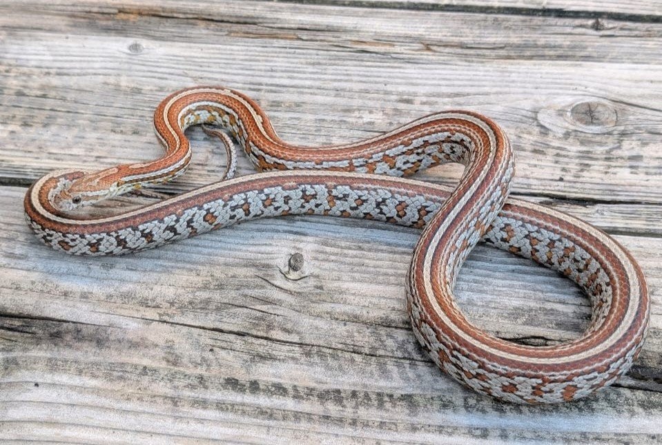 kweek trio korenslangen shatter scaleless Corn Snake - male for sale from Hugo
