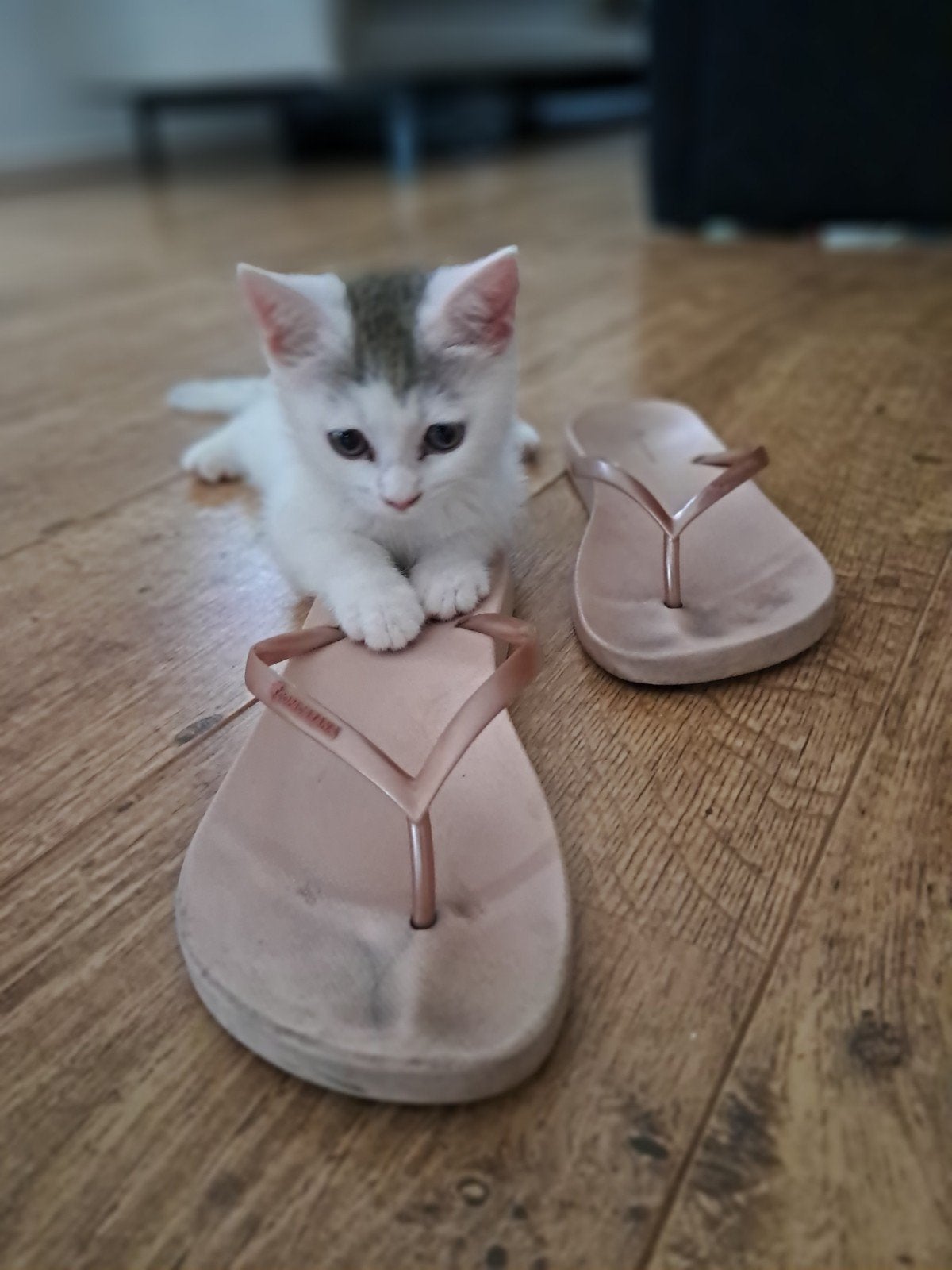 Half Britse korthaar kitten, Dieren en Toebehoren, Ophalen, Zo goed als nieuw, Overig speelgoed