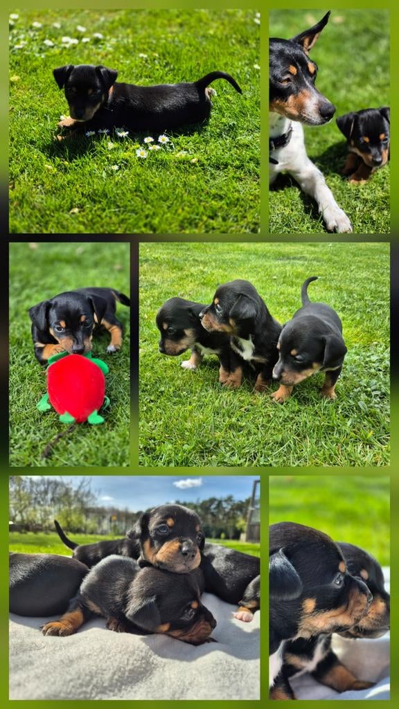 Jack Russel pups, Dieren en Toebehoren, Honden | Jack Russells en Terriërs, Meerdere dieren, Jack Russell Terriër, Particulier