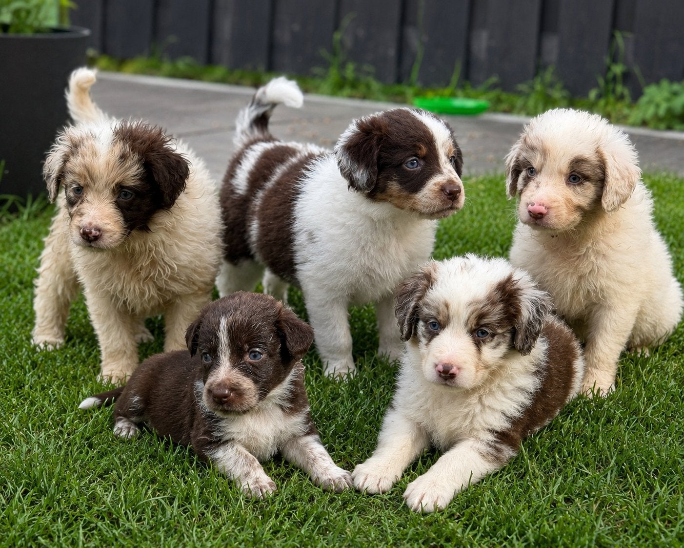 Prachtige kruising Australian Shepherd pups beschikbaar, 8 tot 15 weken, Parvo, Meerdere, Meerdere dieren