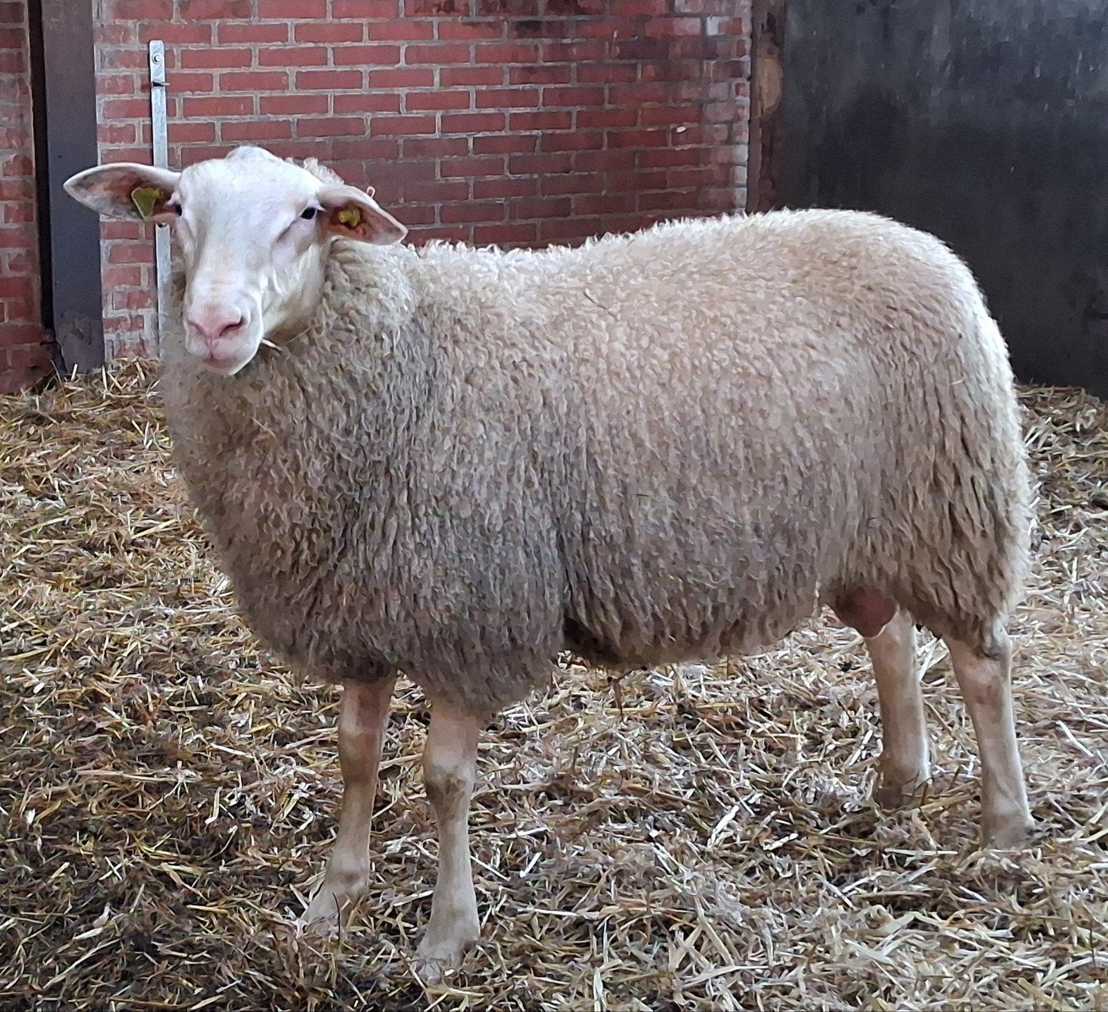 Dekrammen zuiver Friese melkschaap en kruising Texelaar, Meerdere dieren, Schaap