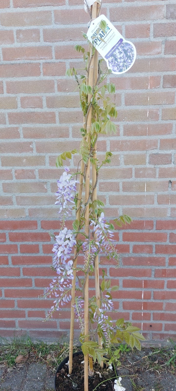 wisteria in de kleur blauw en wit, Ophalen of Verzenden, Volle zon