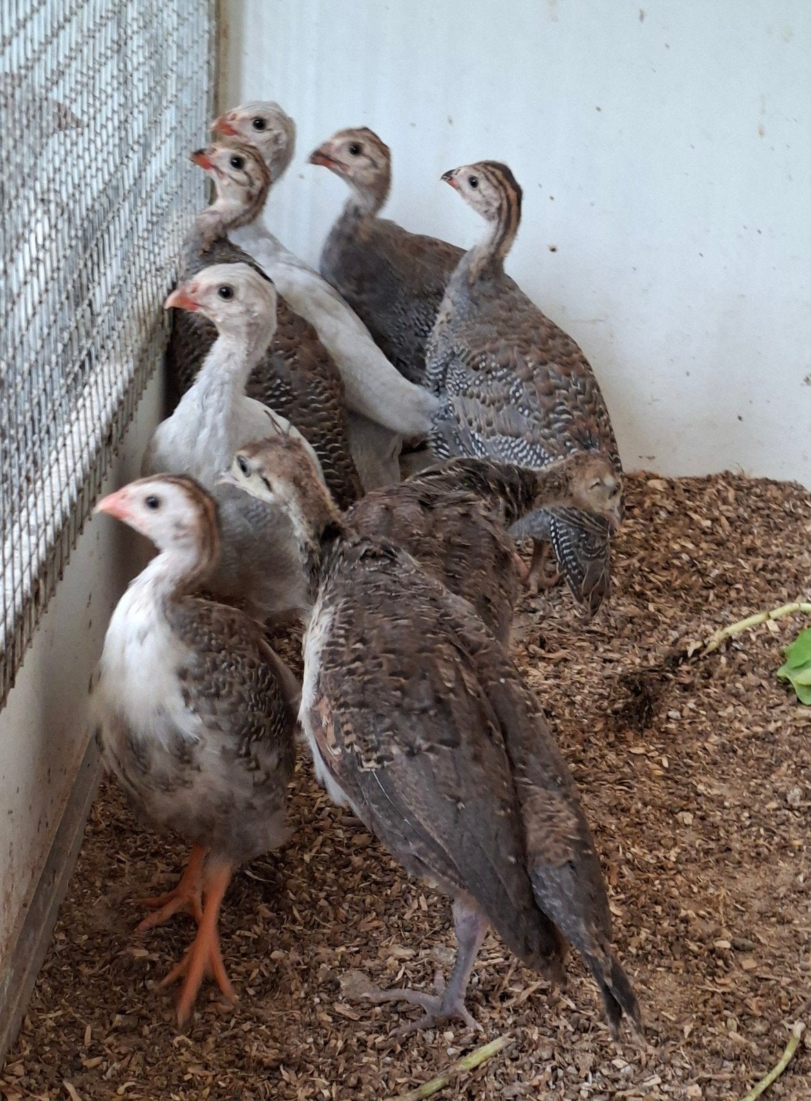 te koop 2 jonge pauwen en 6 parelhoenders alles 2026, Dieren en Toebehoren, Pluimvee, Meerdere dieren, Overige soorten