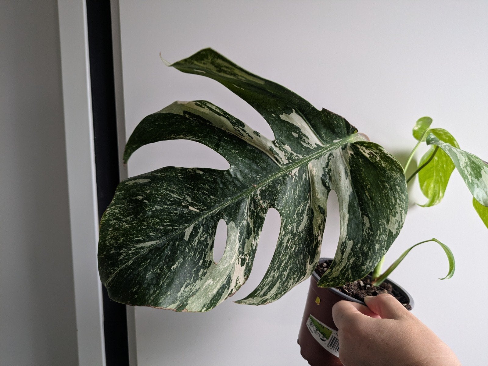 Monstera Albo variegata plantje, Ophalen of Verzenden, Halfschaduw, Minder dan 100 cm