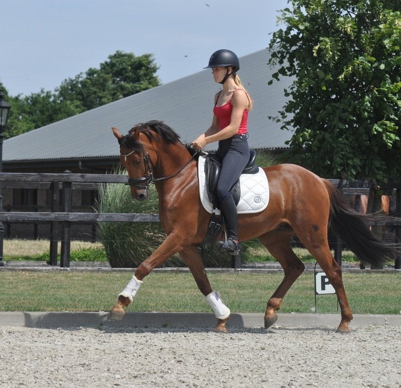 4 jarige knappe ruin springtalent, Dieren en Toebehoren, Pony's, Ruin, Springpony, 3 tot 6 jaar, D pony (1.37m tot 1.48m)