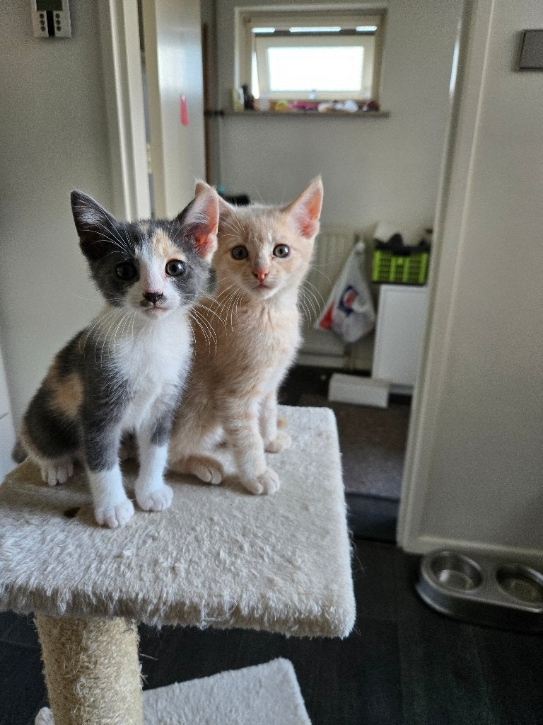 2 aparte kittens, een beige en een muisgrijs met beige, wit, Meerdere dieren, Kortharig, 0 tot 2 jaar