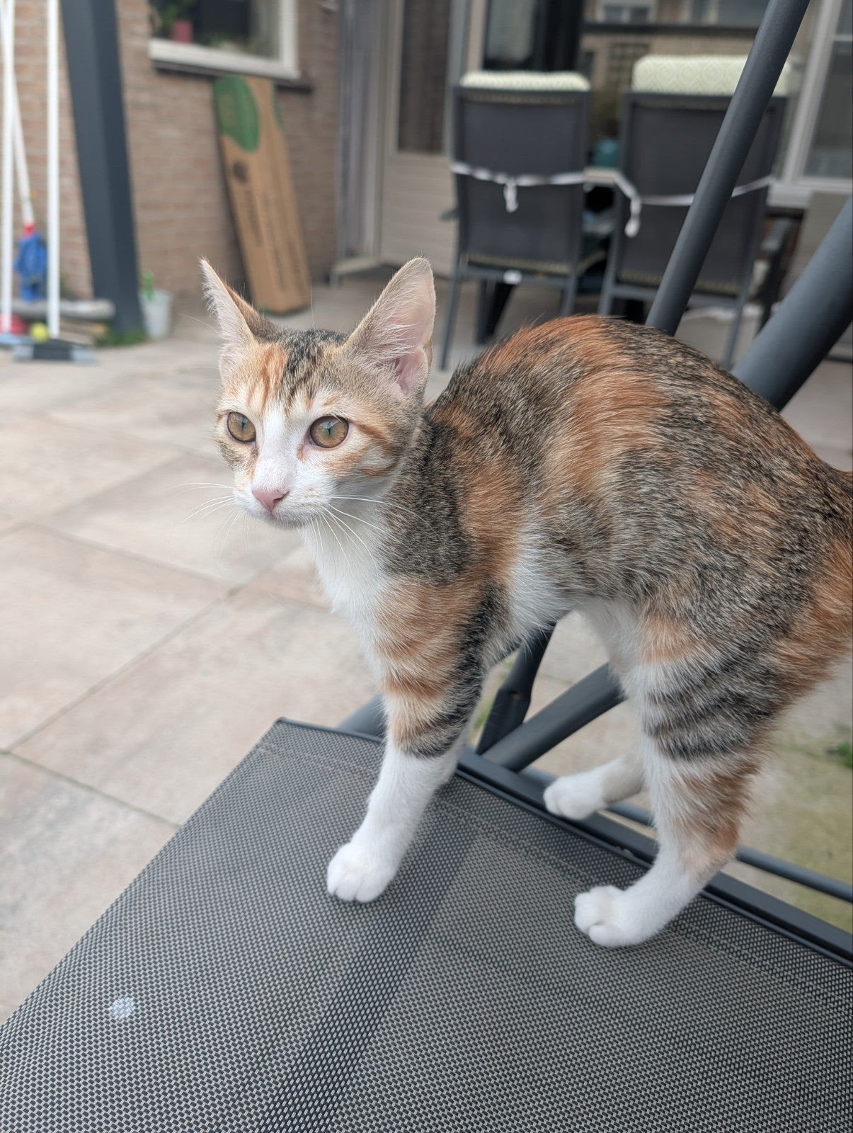 Dorin zoekt een warm, liefdevol en veilig thuis, Poes