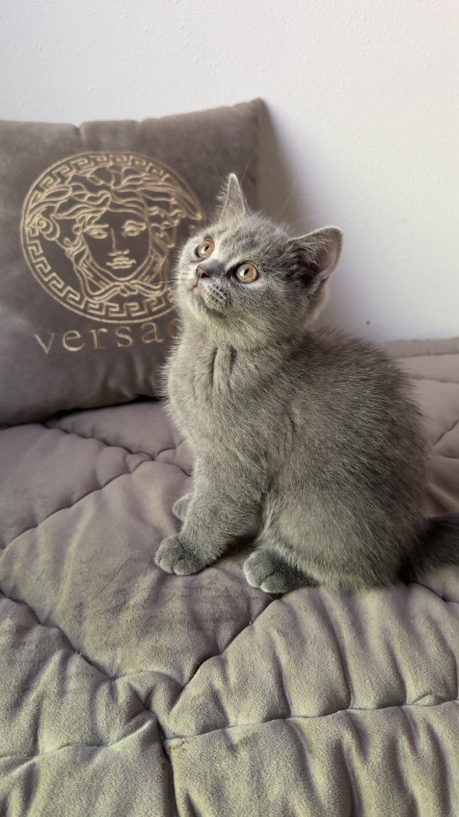 Birtse korthaar kater en poes, Meerdere dieren, Ontwormd, 0 tot 2 jaar