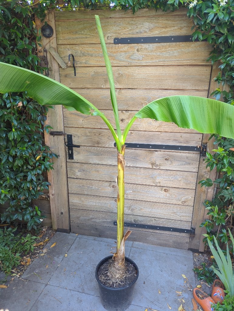 Bananenplant Musa basjoo, Ophalen, Vaste plant, Overige soorten, Volle zon