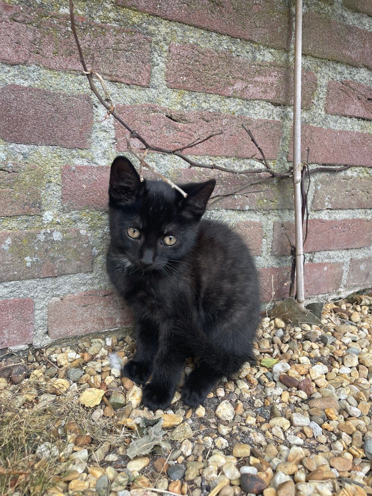 Lieve/ mooie zwarte kitten te koop!, Kater