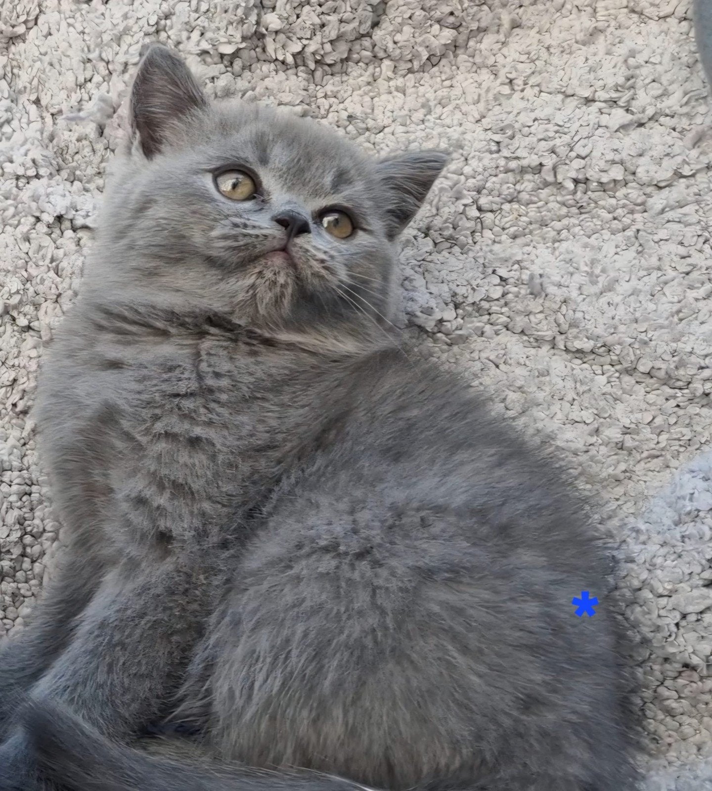 Britse korthaar kittens, Dieren en Toebehoren, Meerdere dieren, Ontwormd, 0 tot 2 jaar