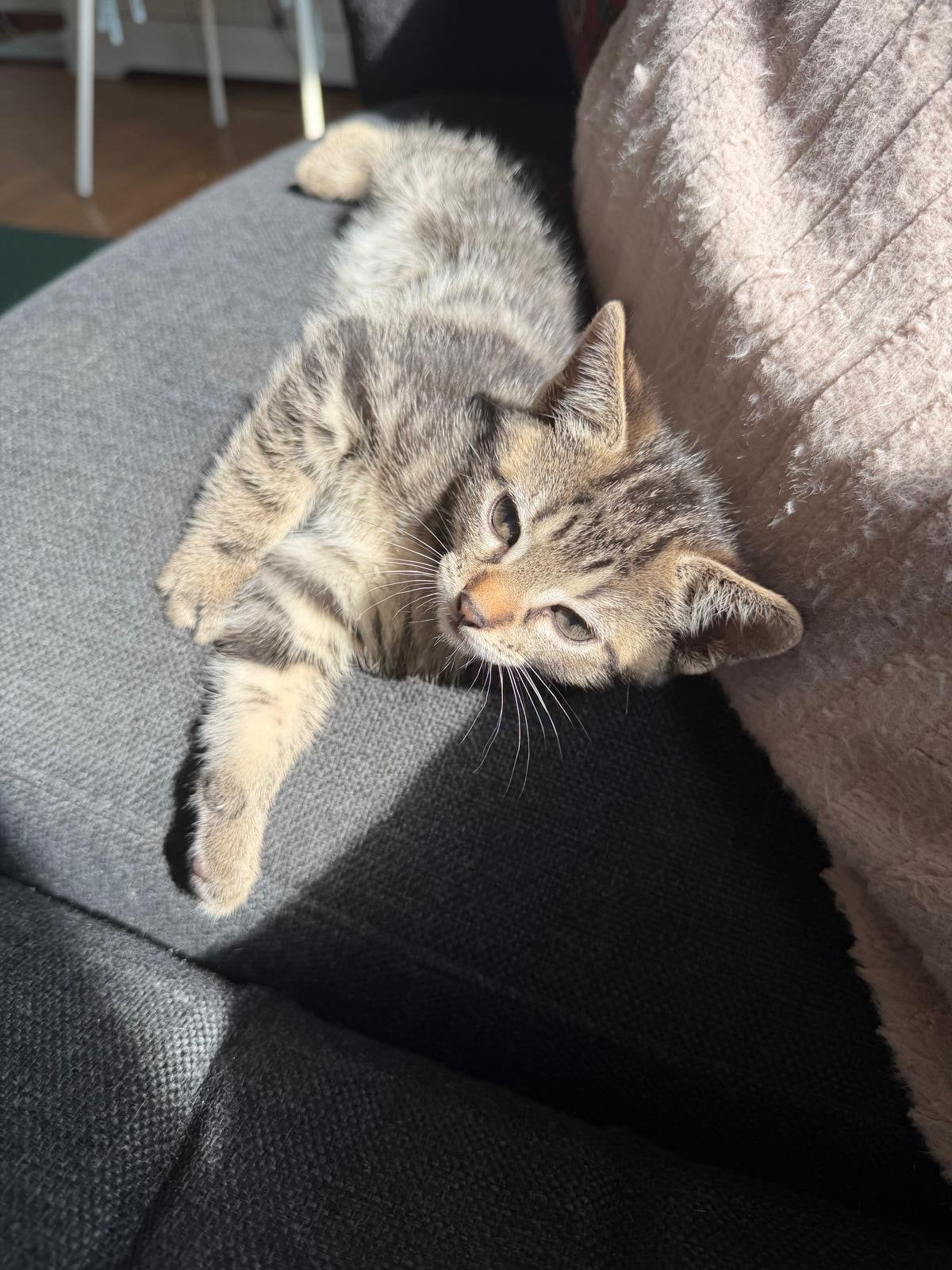 3 Lieve kittens te koop, 1 maand, Poes, Kortharig, 0 tot 2 jaar
