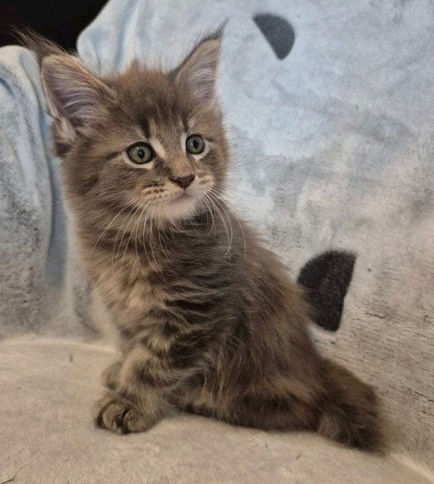 Maine Coon kitten (poesje), Meerdere dieren, Gechipt