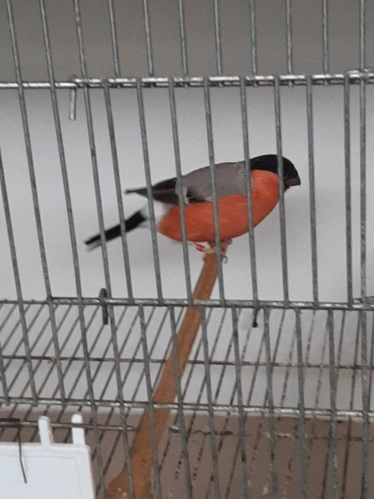 koppel bruin goudvinken, Meerdere dieren, Wildzangvogel, Geringd