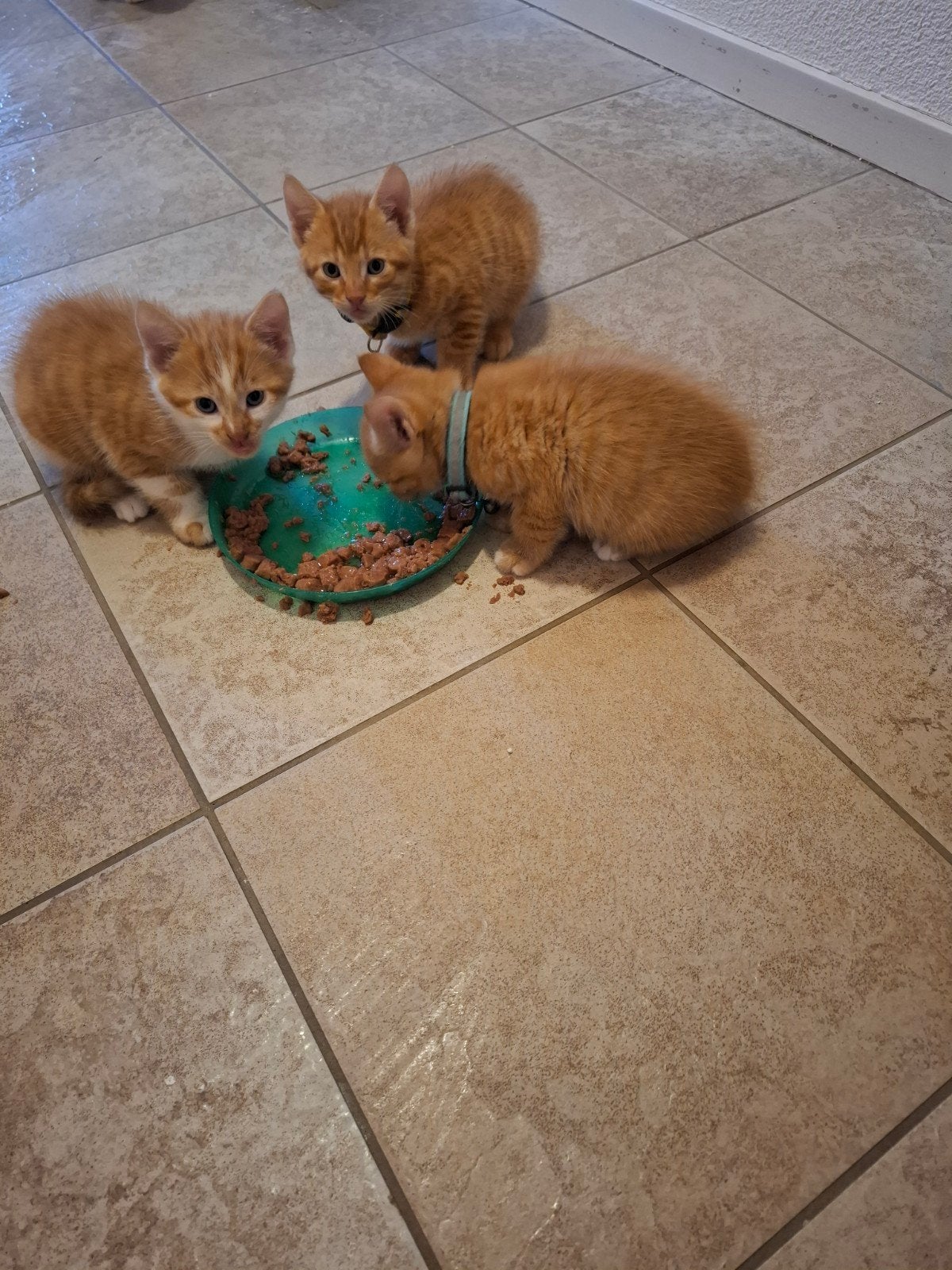 boerderij kittens, Dieren en Toebehoren