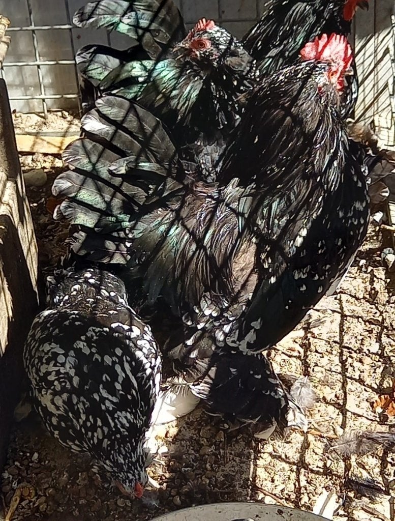 zwart wit gepareld sabelpoot kriel haantje, Dieren en Toebehoren, Pluimvee, Mannelijk, Kip