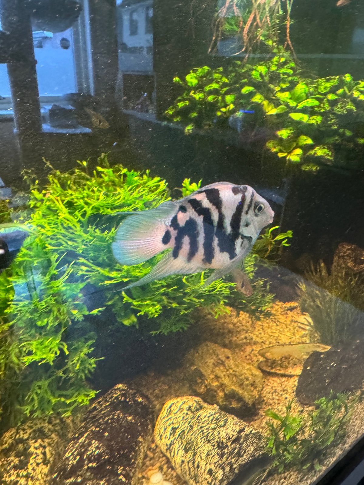 Blue poler koppeltjes, Dieren en Toebehoren, Vis, Zoetwatervis