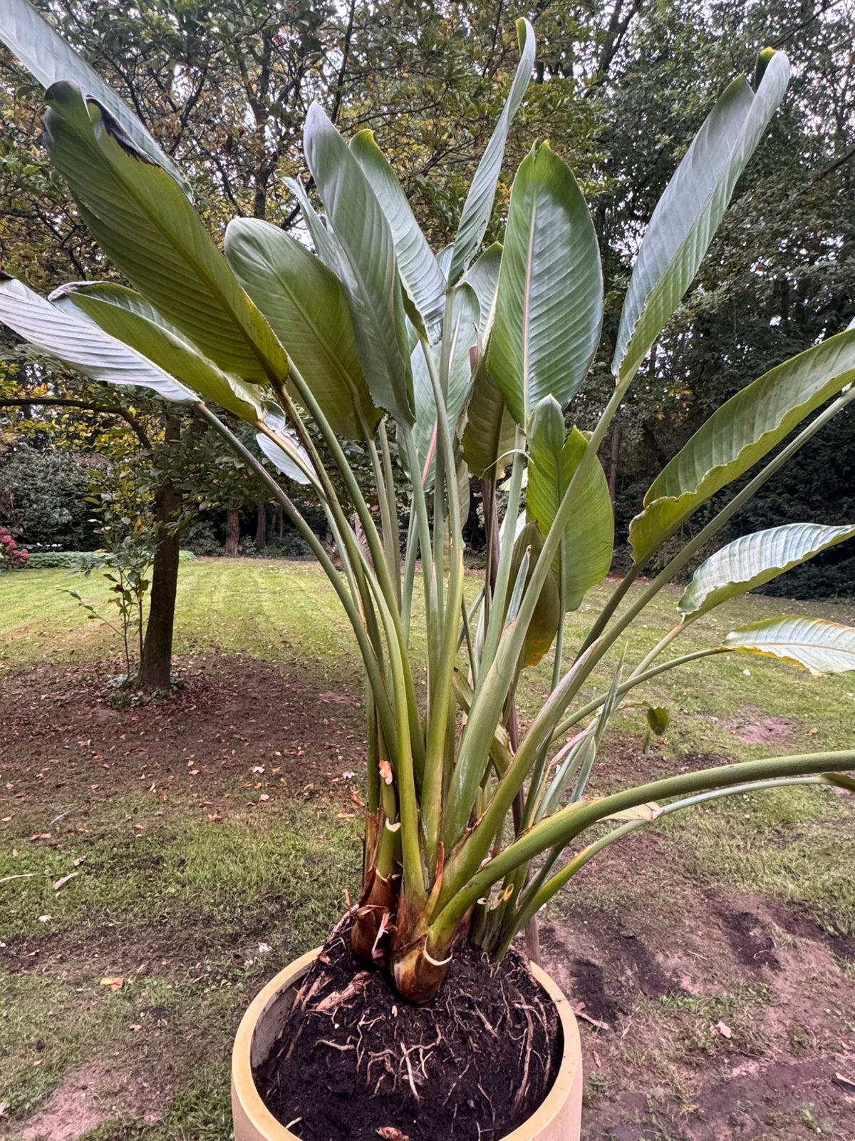 Strelizia Reginae. 180cm, bloeit elk jaar!, Ophalen, Overige soorten, Halfschaduw, Bloeiende kamerplant