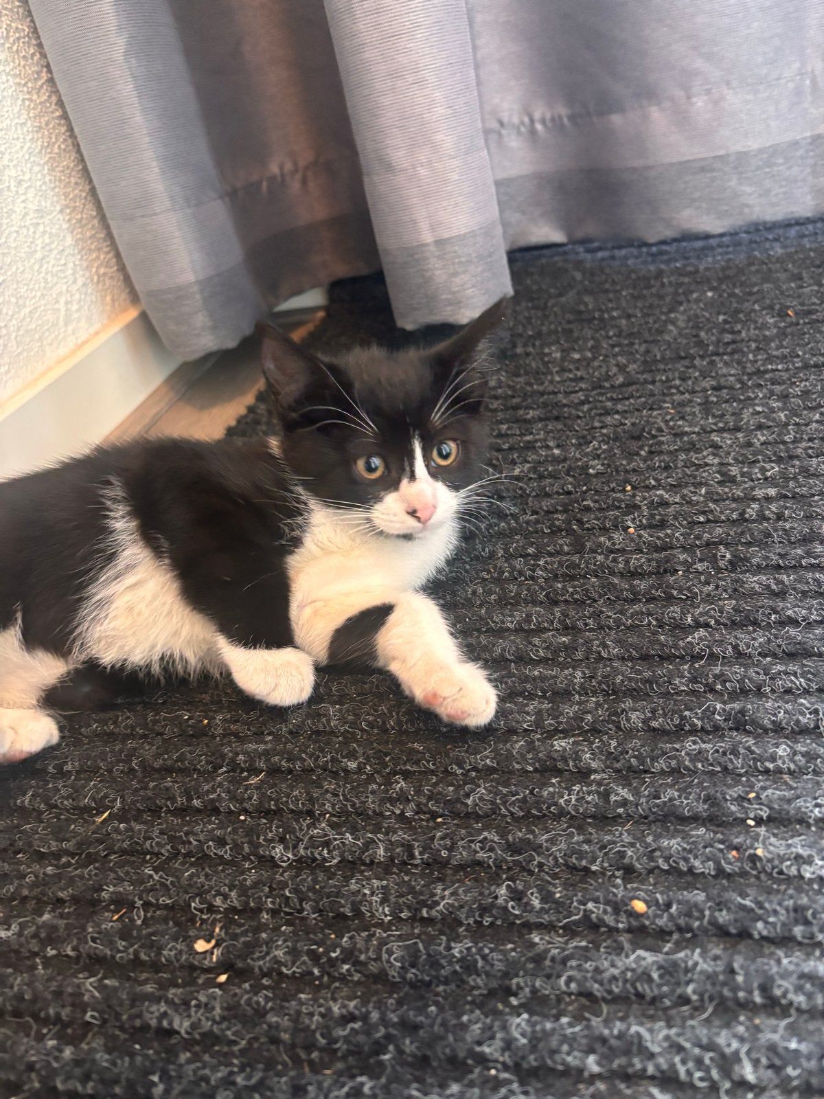Cyperse Kittens, Poes