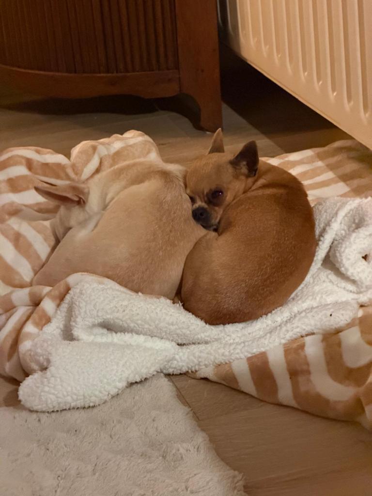 Oppas gezocht, Dieren en Toebehoren, Honden | Chihuahua's en Gezelschapshonden, 6 jaar of ouder, Teef, Parvo, Meerdere
