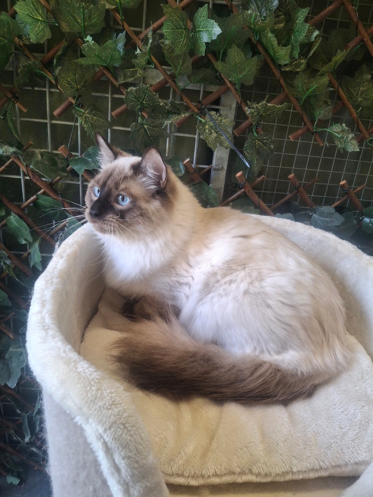 Seal point ragdoll dekkater met stamboom+getest, Dieren en Toebehoren, Kater, Met stamboom