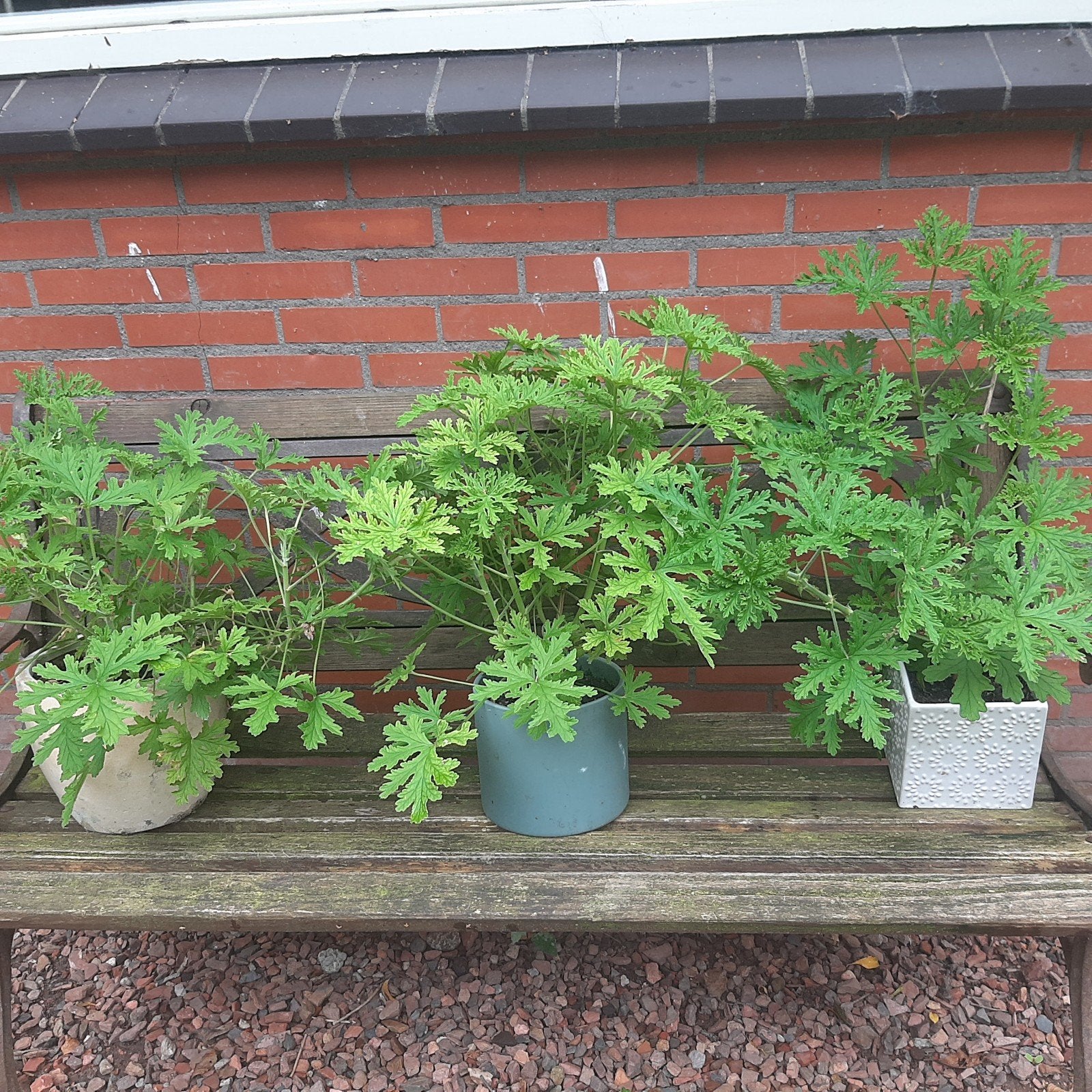 Citroen geraniums, Ophalen, In pot, Halfschaduw, Minder dan 100 cm