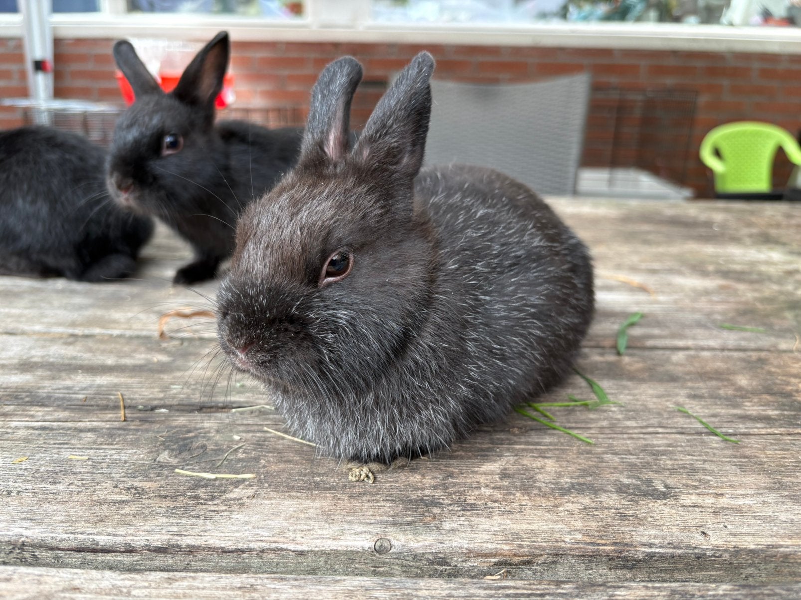 Kleurdwerg rammetje 13 weken, Dieren en Toebehoren, Konijnen, Mannelijk, Dwerg