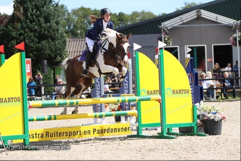 Goed springende bonte D-pony, Dieren en Toebehoren, Pony's, Springpony, L, 11 jaar of ouder, D pony (1.37m tot 1.48m)