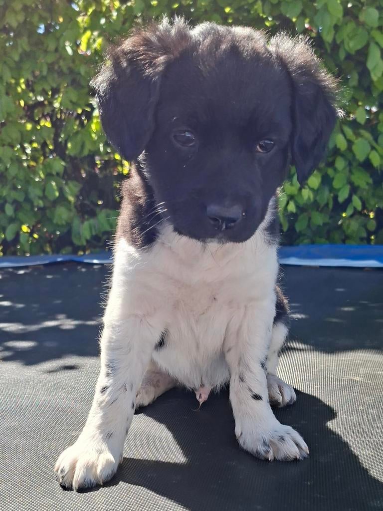 Friese Stabij puppy's, Overige rassen, 8 tot 15 weken, Meerdere, Meerdere dieren