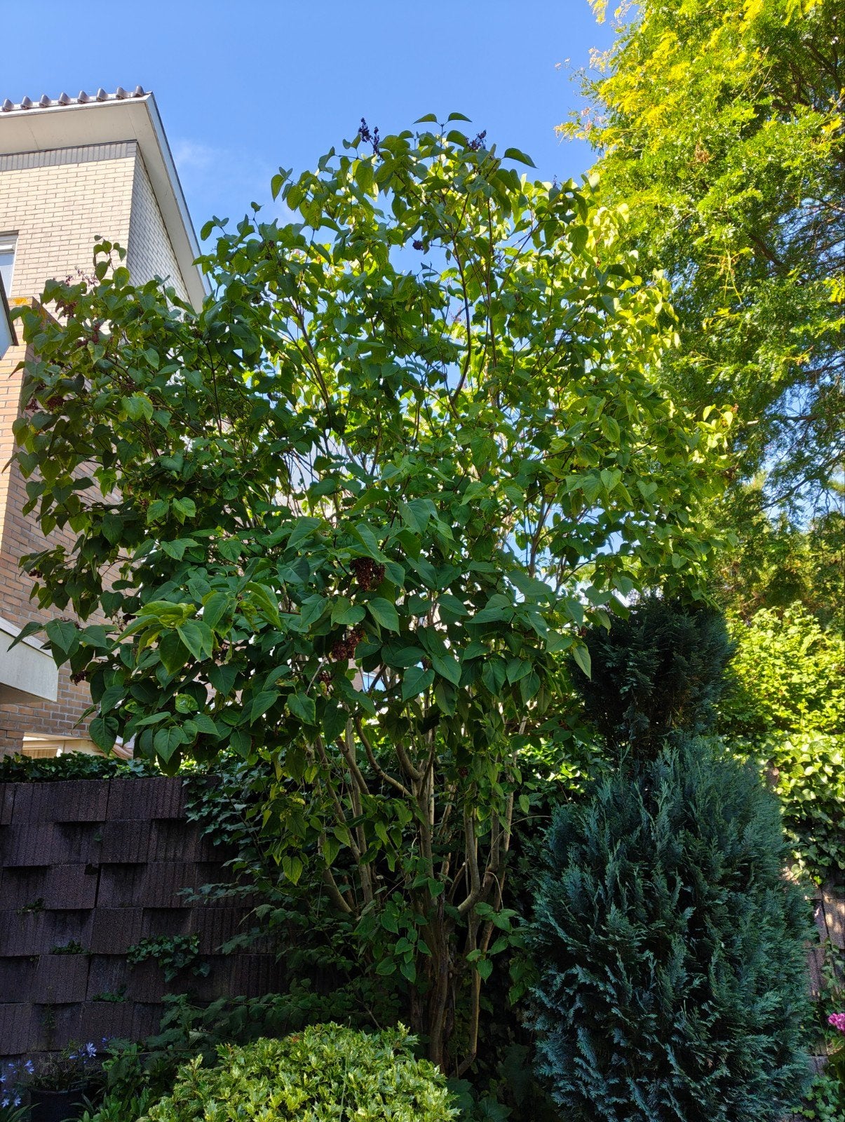 Gratis planten en bomen (zie omschrijving), Tuin en Terras, Planten | Bomen, Ophalen, Volle zon, Overige soorten