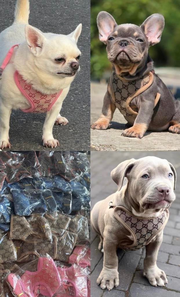 Gucci tuigje / LV tuigje, Dieren en Toebehoren, Ophalen of Verzenden, Nieuw