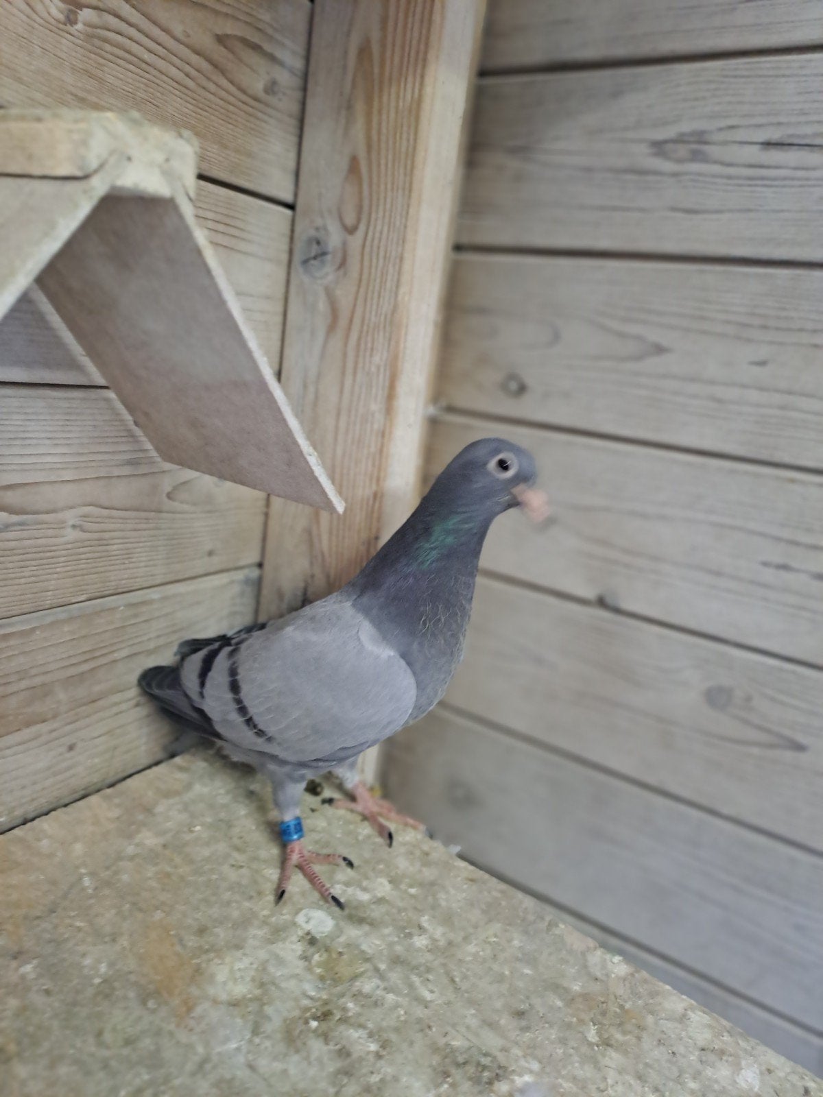 jonge duif uit vliegers, Geslacht onbekend, Postduif