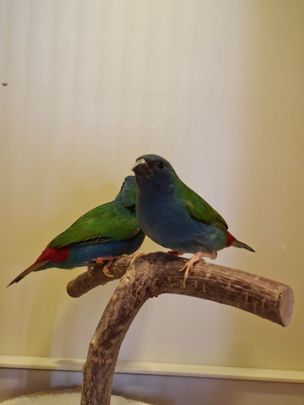 papagaai amadine, Meerdere dieren, Tropenvogel, Geringd
