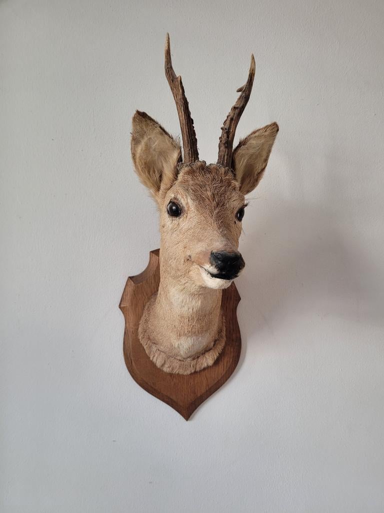Taxidermie: opgezette hertenkop, Ophalen, Zo goed als nieuw, Wild dier, Opgezet dier