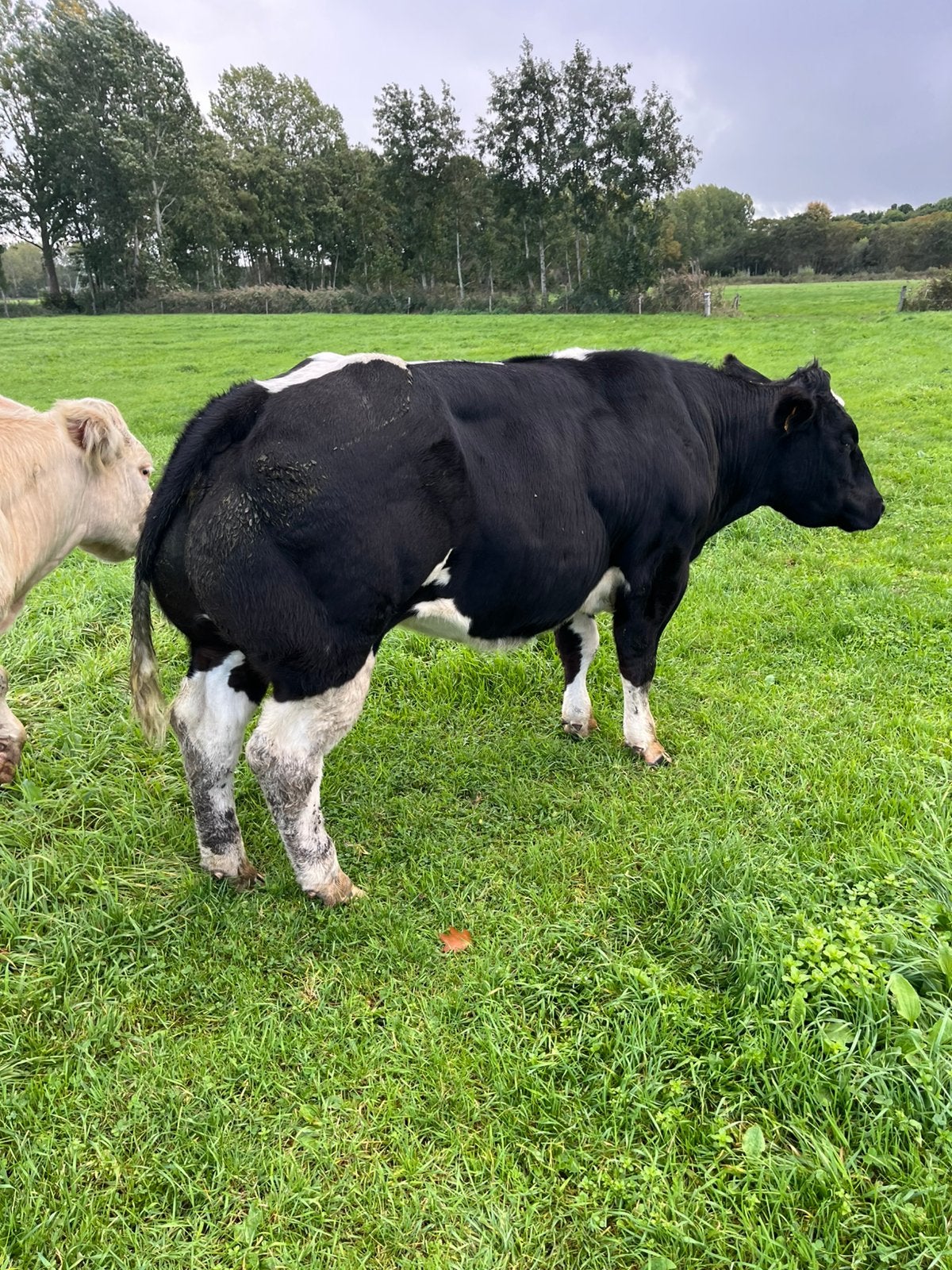 Mooie drachtige dikbilvaarzen, Dieren en Toebehoren, Vrouwelijk